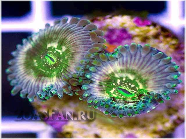 Rainbow Dangs